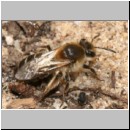 Andrena barbilabris - Sandbiene w10 11mm.jpg